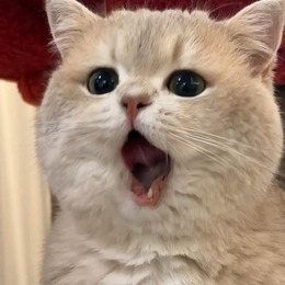 LongPort - 菠萝ovo