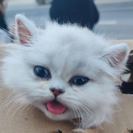 LongPort - 王富贵