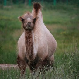 LongPort - 楚楚帽骆