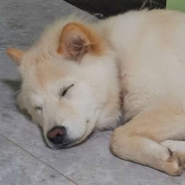 LongPort - Crazyfire