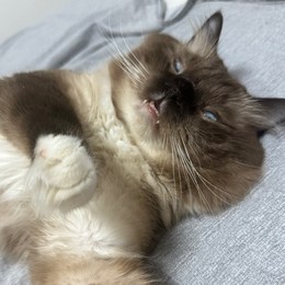 LongPort - 大哈密瓜