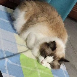 LongPort - 夜幕下的威光