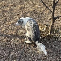 LongPort - 金刚豆豆