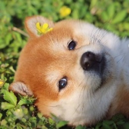 LongPort - 幸福之柴犬夫斯基